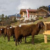 Schafausstellung Tiroler Bergschaf  (5)